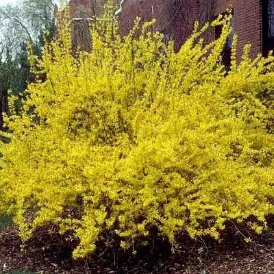 Форзиция ТАРАНДТ промежуточная  Форзиция ТАРАНДТ промежуточная в Краснодаре