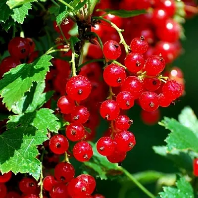 Смородина красная НЕНАГЛЯДНАЯ  Смородина красная НЕНАГЛЯДНАЯ в Краснодаре