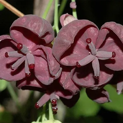 Акебия в Краснодаре