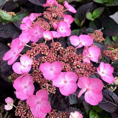 Гортензия ДАРЕДЕВИЛ пильчатая  Гортензия ДАРЕДЕВИЛ пильчатая в Краснодаре