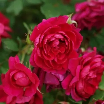 Саженцы роз КВАДРА плетистая  Саженцы роз КВАДРА плетистая в Краснодаре