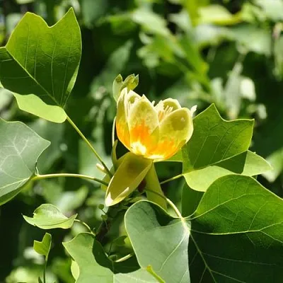 ЛИРИОДЕНДРОН тюльпанный в Краснодаре