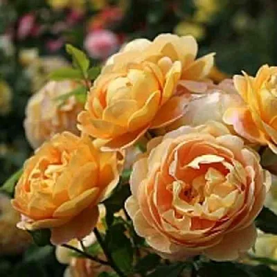 Саженцы роз ГОЛДЕН СЕЛЕБРЕЙШЕН английская  Саженцы роз ГОЛДЕН СЕЛЕБРЕЙШЕН английская в Краснодаре