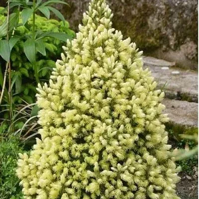 Ель МАЙГОЛД колючая  Ель МАЙГОЛД колючая в Краснодаре