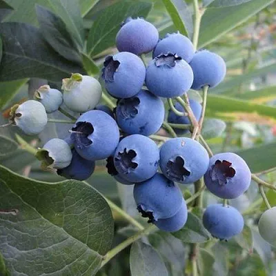 Голубика ЛЕГАЦИЯ  Голубика ЛЕГАЦИЯ в Краснодаре