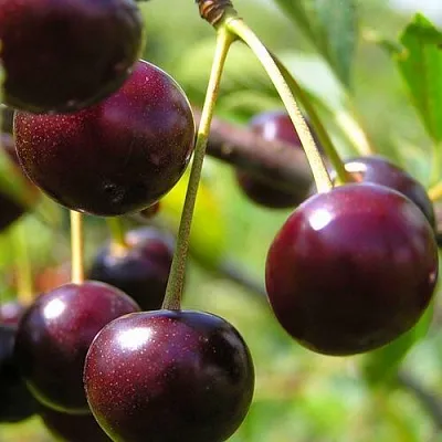 Вишня ЛИВЕНСКАЯ  Вишня ЛИВЕНСКАЯ в Краснодаре