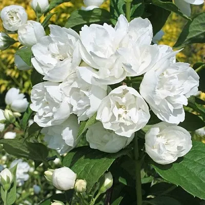 Жасмин махровый  Жасмин махровый в Краснодаре