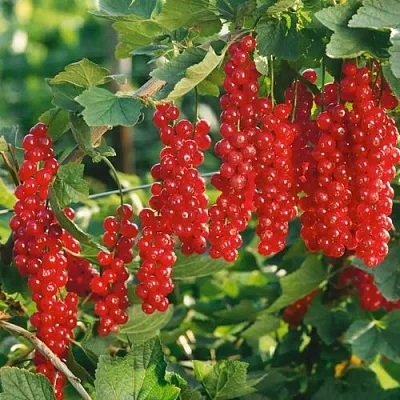 Смородина красная РУДНЕУС  Смородина красная РУДНЕУС в Краснодаре