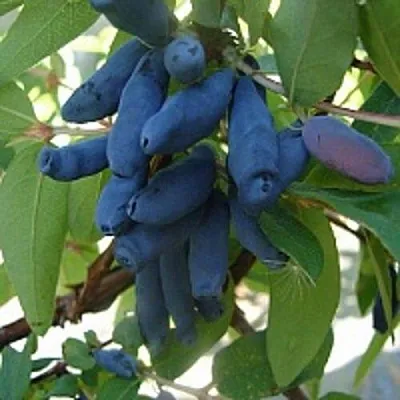 Жимолость съедобная ГОРДОСТЬ БАКЧАРА  Жимолость съедобная ГОРДОСТЬ БАКЧАРА в Краснодаре