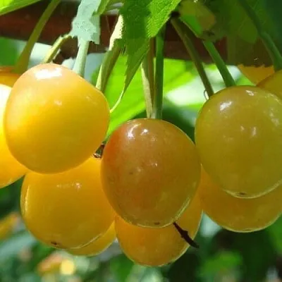 Черешня ЯНТАРНАЯ в Краснодаре