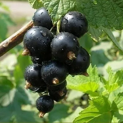 Смородина черная ПИГМЕЙ в Краснодаре