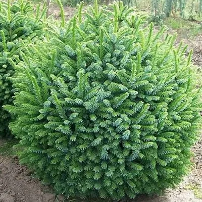 Ель НАНА сербская в Краснодаре