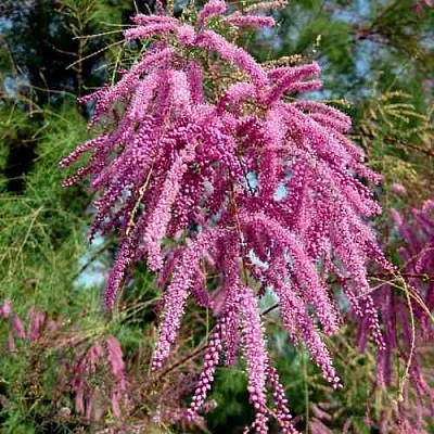 Тамарикс ПИНК КАСКАД  Тамарикс ПИНК КАСКАД в Краснодаре