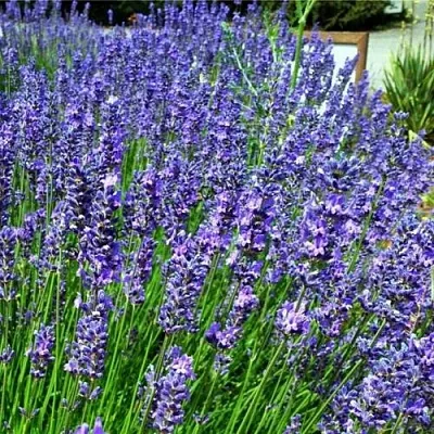 Лаванда ФЕНОМЕНАЛ узколистная  Лаванда ФЕНОМЕНАЛ узколистная в Краснодаре