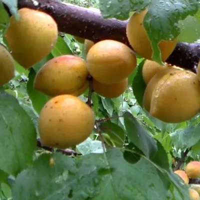 Абрикос МАНИТОБА — описание сорта Абрикос МАНИТОБА в Краснодаре