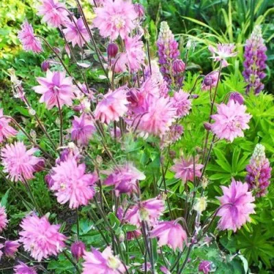 Аквилегия БАРЛОУ ПИНК гибрид МакКаны — описание сорта Аквилегия БАРЛОУ ПИНК гибрид МакКаны в Краснодаре