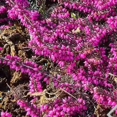 ЭРИКА "АЛЬПИЙСКИЙ ВЕРЕСК" (зимующая) сорт АТРОРУБРА  ЭРИКА "АЛЬПИЙСКИЙ ВЕРЕСК" (зимующая) сорт АТРОРУБРА в Краснодаре