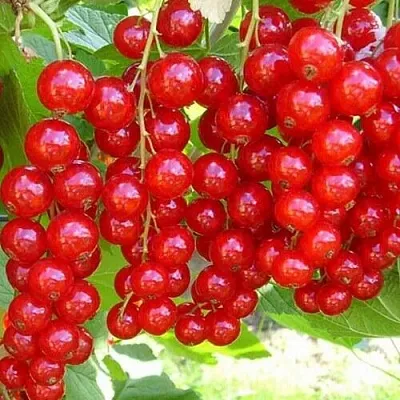 Смородина красная ФЕРТОДИ  Смородина красная ФЕРТОДИ в Краснодаре