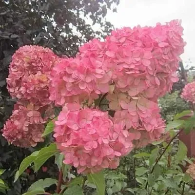 Гортензия АМАРИН метельчатая  Гортензия АМАРИН метельчатая в Краснодаре