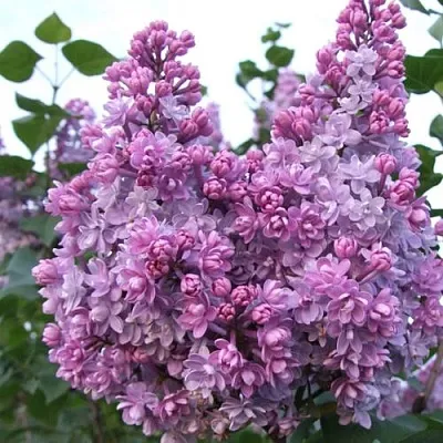 Сирень КОЛХОЗНИЦА  Сирень КОЛХОЗНИЦА в Краснодаре