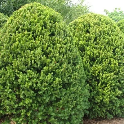 Тис  Тис в Краснодаре