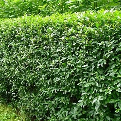 Бирючина обыкновенная  Бирючина обыкновенная в Краснодаре