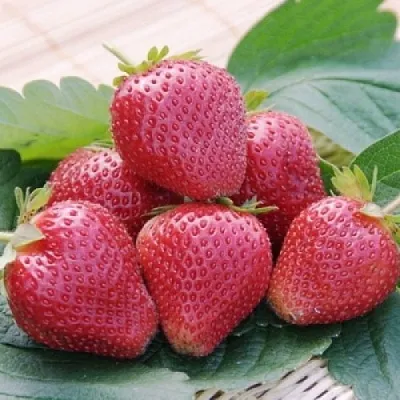 Клубника ВИМА КСИМА  Клубника ВИМА КСИМА в Краснодаре