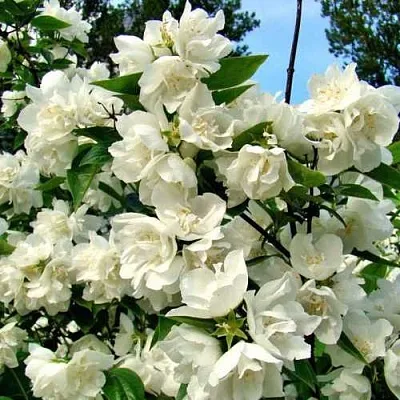 Жасмин ДЕНИСКИНЫ РАССКАЗЫ  Жасмин ДЕНИСКИНЫ РАССКАЗЫ в Краснодаре