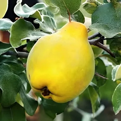 Айва МИР в Краснодаре