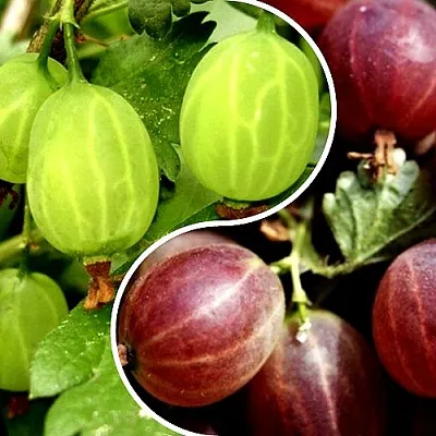 Комплект СКАЗКА в Краснодаре