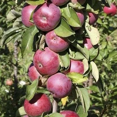 Яблоня ЕСЕНИЯ колонновидная  Яблоня ЕСЕНИЯ колонновидная в Краснодаре