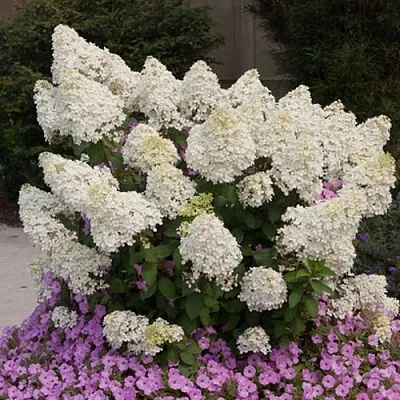 Гортензия БОБО метельчатая  Гортензия БОБО метельчатая в Краснодаре