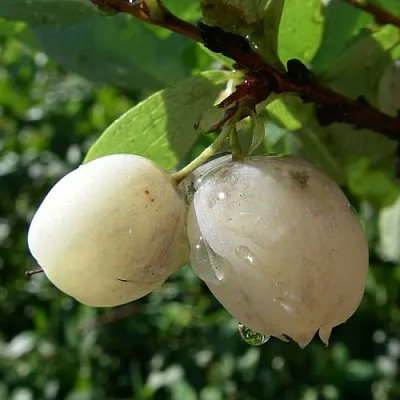 Голубика СНЕГУРОЧКА  Голубика СНЕГУРОЧКА в Краснодаре