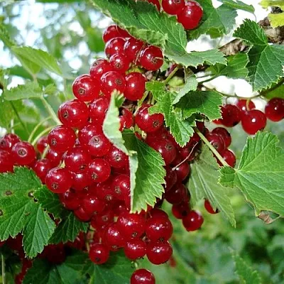 Смородина красная ГОЛЛАНДСКАЯ КРАСНАЯ  Смородина красная ГОЛЛАНДСКАЯ КРАСНАЯ в Краснодаре