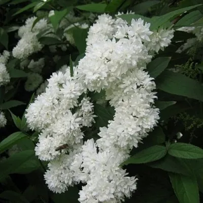 Дейция КАНДИДИССИМА шершавая  Дейция КАНДИДИССИМА шершавая в Краснодаре