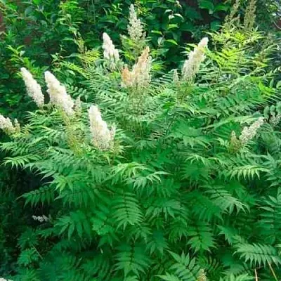 Рябинник рябинолистный СЭМ  Рябинник рябинолистный СЭМ в Краснодаре