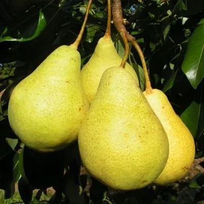 Груша ВИЛИЯ в Краснодаре