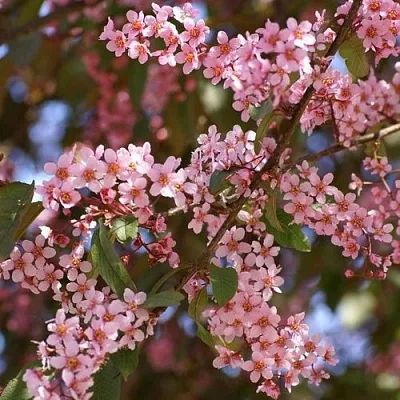 Черемуха КОЛОРАТА  Черемуха КОЛОРАТА в Краснодаре