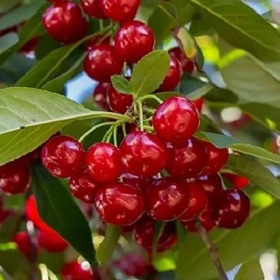 Вишня ГИРЛЯНДА  Вишня ГИРЛЯНДА в Краснодаре