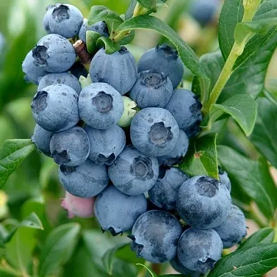 Голубика ХАРДИБЛЮ  Голубика ХАРДИБЛЮ в Краснодаре