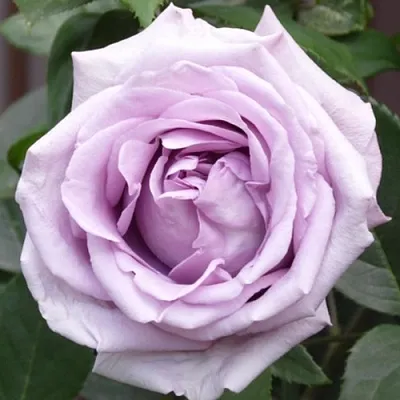 Саженцы роз ИНДИГОЛЕТТА плетистая  Саженцы роз ИНДИГОЛЕТТА плетистая в Краснодаре