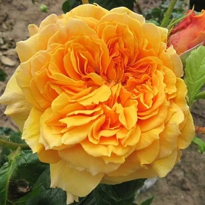 Саженцы роз ЛЕА ТУТУ шраб  Саженцы роз ЛЕА ТУТУ шраб в Краснодаре