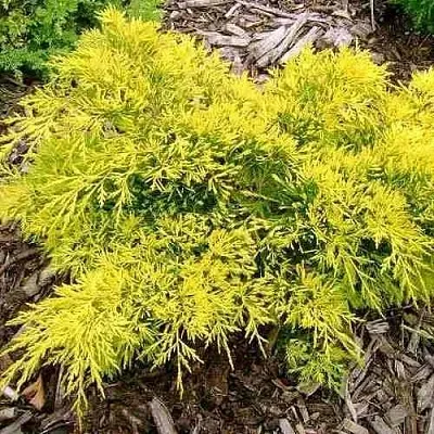 Можжевельник КИНГ ОФ СПРИНГ средний  Можжевельник КИНГ ОФ СПРИНГ средний в Краснодаре