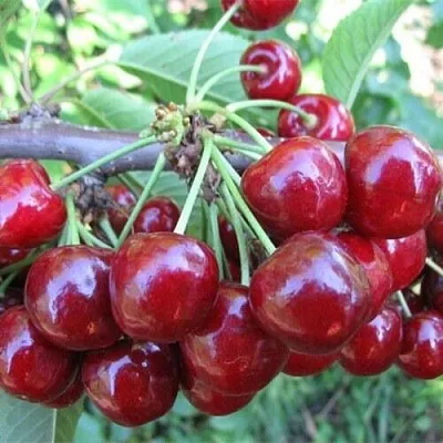 Вишня ДЕСЕРТНАЯ МОРОЗОВОЙ  Вишня ДЕСЕРТНАЯ МОРОЗОВОЙ в Краснодаре