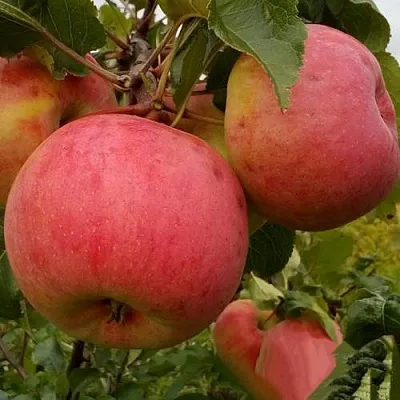 Яблоня БОЛОТОВСКОЕ в Краснодаре