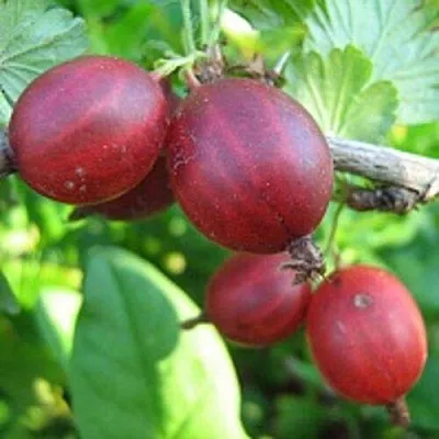 Крыжовник ЩЕДРЫЙ в Краснодаре