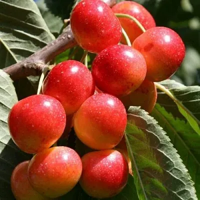 Черешня ГАСТИНЕЦ в Краснодаре