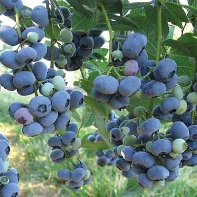 Голубика ЛИБЕРТИ  Голубика ЛИБЕРТИ в Краснодаре