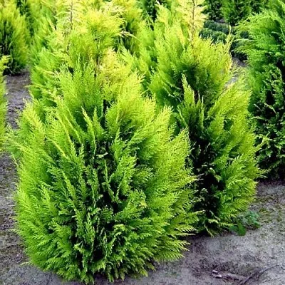 Кипарисовик ИВОНЕ лавсана  Кипарисовик ИВОНЕ лавсана в Краснодаре