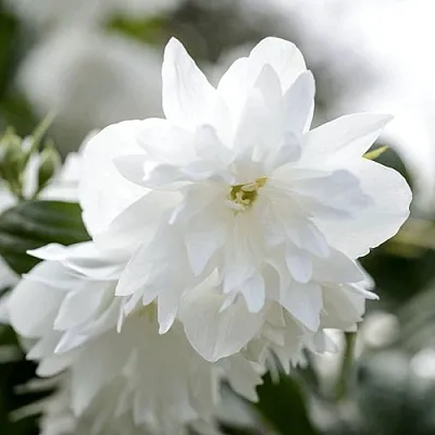 Жасмин МИНЕСОТА СНОУФЛЕЙК  Жасмин МИНЕСОТА СНОУФЛЕЙК в Краснодаре